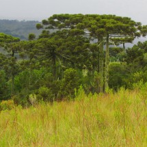 Araucaria trees close to Sao Joaquim